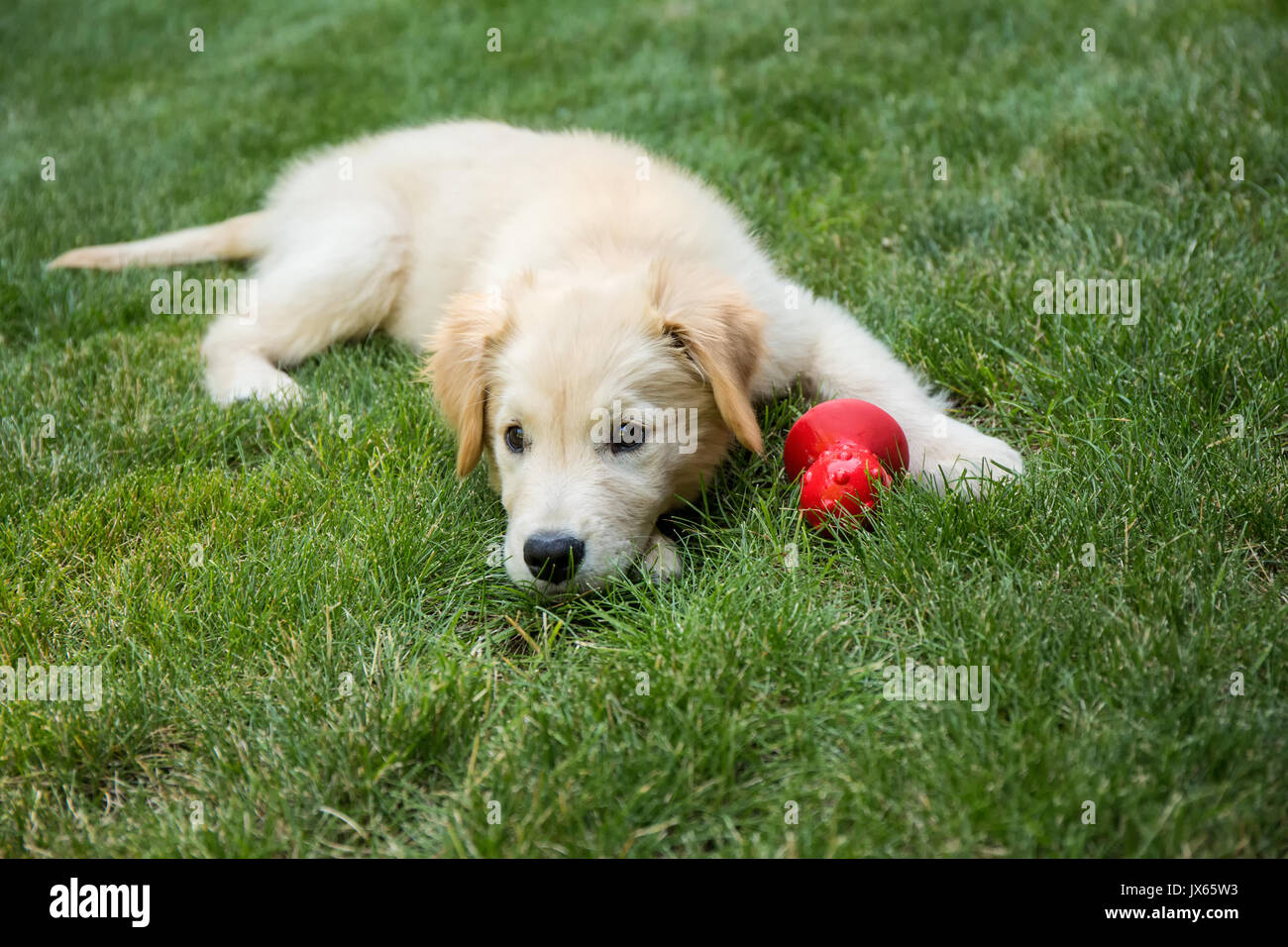 Golden Retriever cucciolo "Ivy' appoggiato sul suo prato dopo un romp con il suo giocattolo di masticare in Issaquah, Washington, Stati Uniti d'America Foto Stock