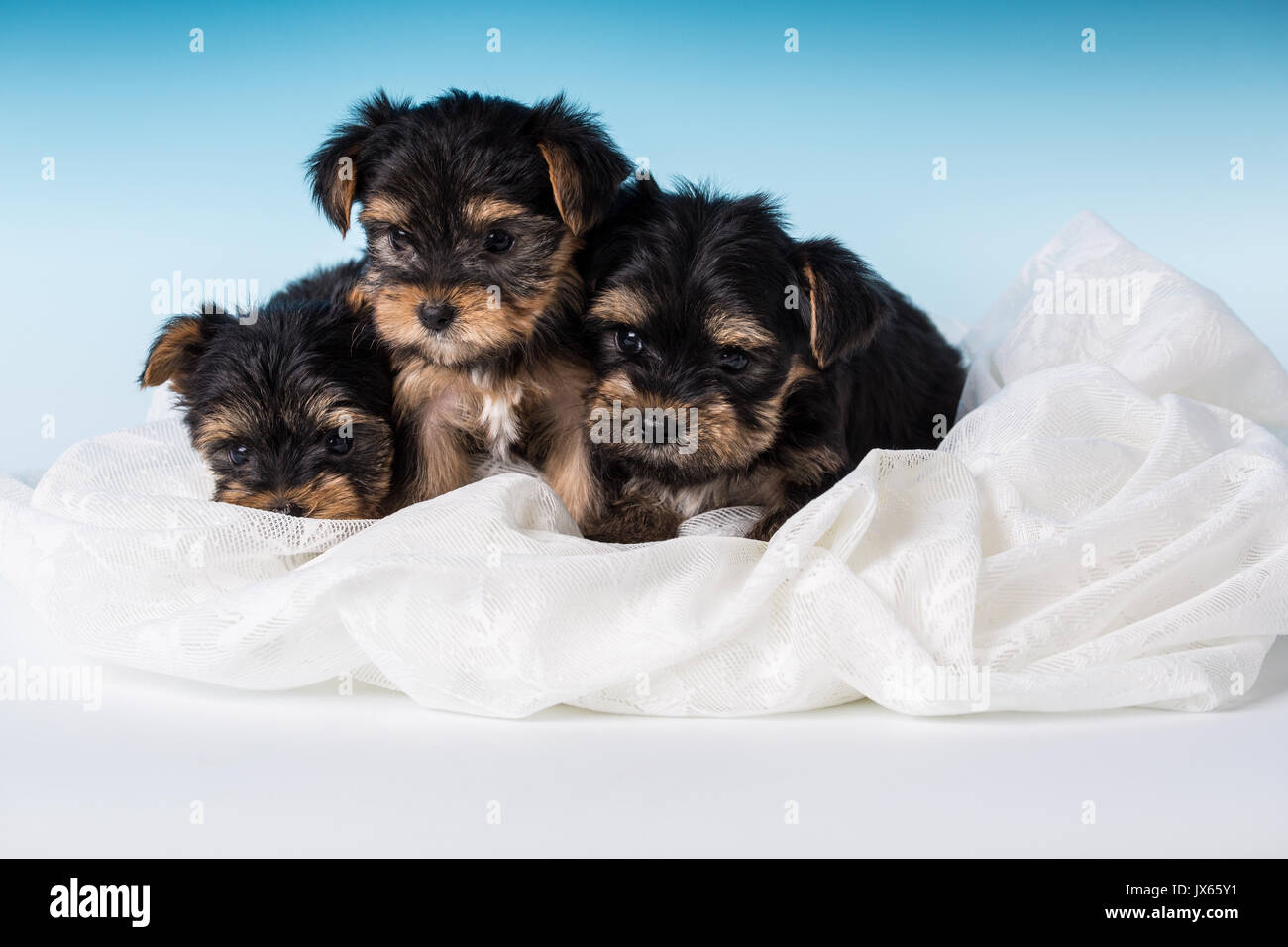 Tre Yorkshire Terrier cuccioli, talvolta chiamato tazzina Yorkies, in una impostazione di studio Foto Stock