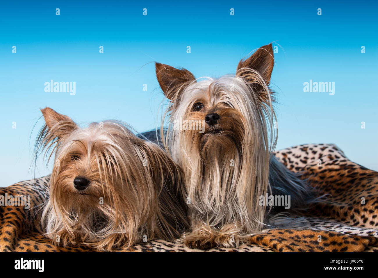 Maschio e femmina adulti tazzina Yorkshire Terrier cani in una impostazione di studio. La femmina pesa 2,5 libbre e il maschio di 4 libbre. Foto Stock