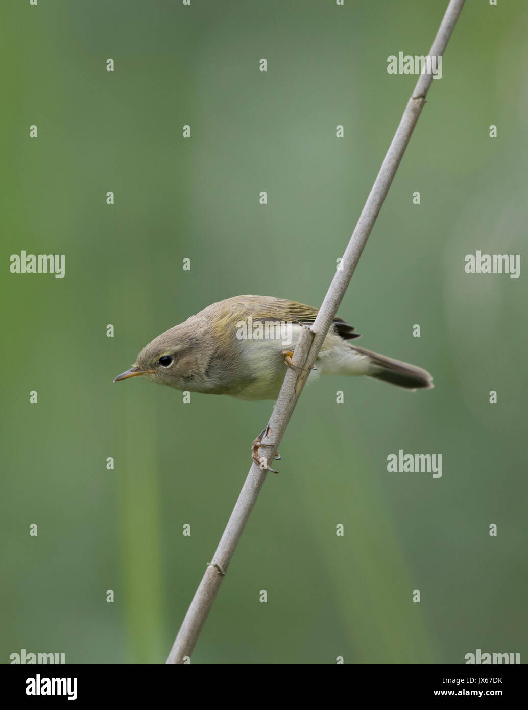 Chiffchaff in un letto di reed, Powys,2017 Foto Stock