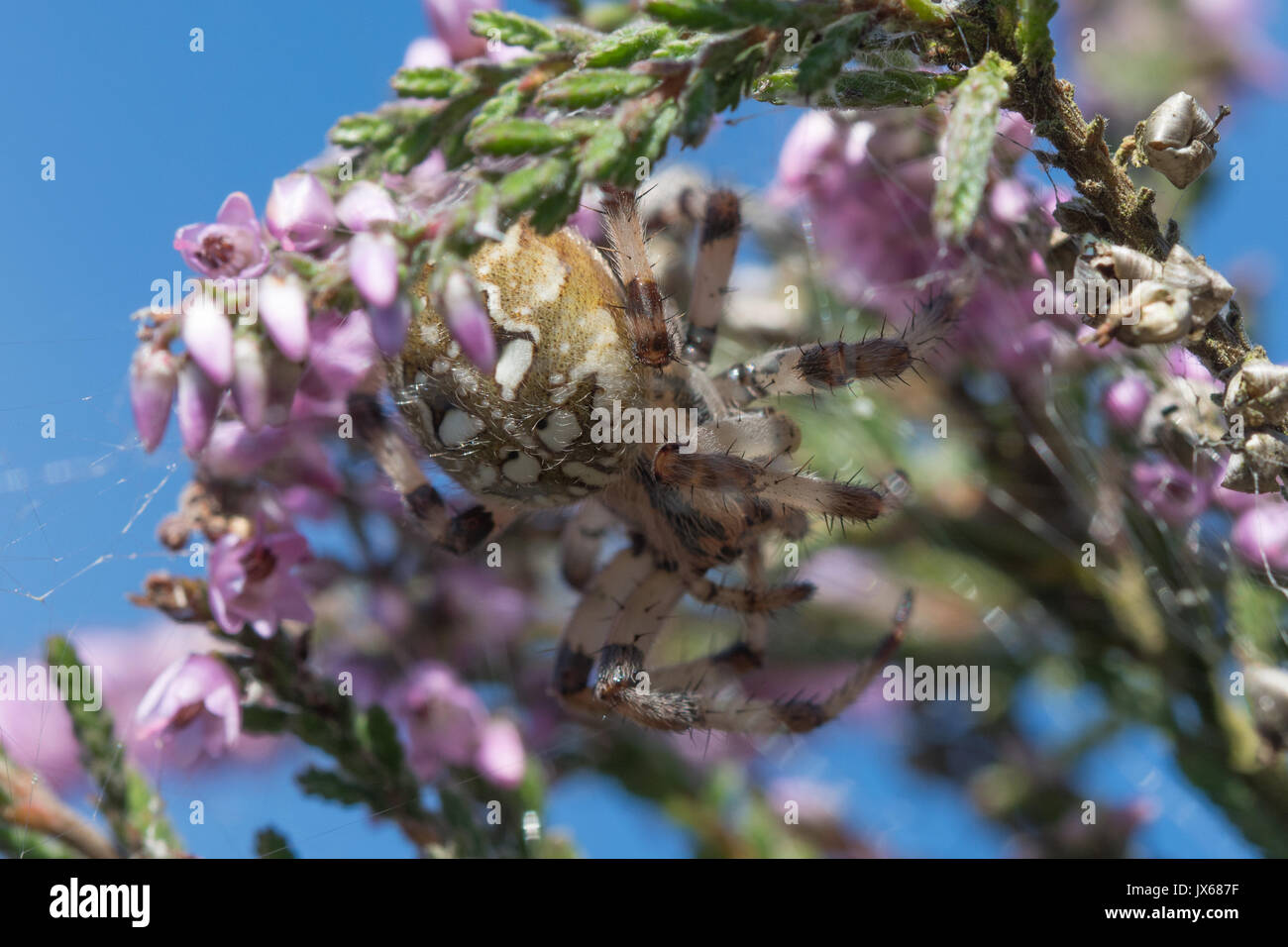 Quattro-spotted orb-weaver spider (Araneus quadratus) su fioritura ling heather nel Surrey, Regno Unito Foto Stock