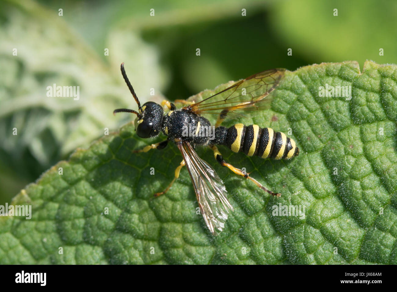 Vespe solitarie specie in Surrey brughiera, REGNO UNITO Foto Stock