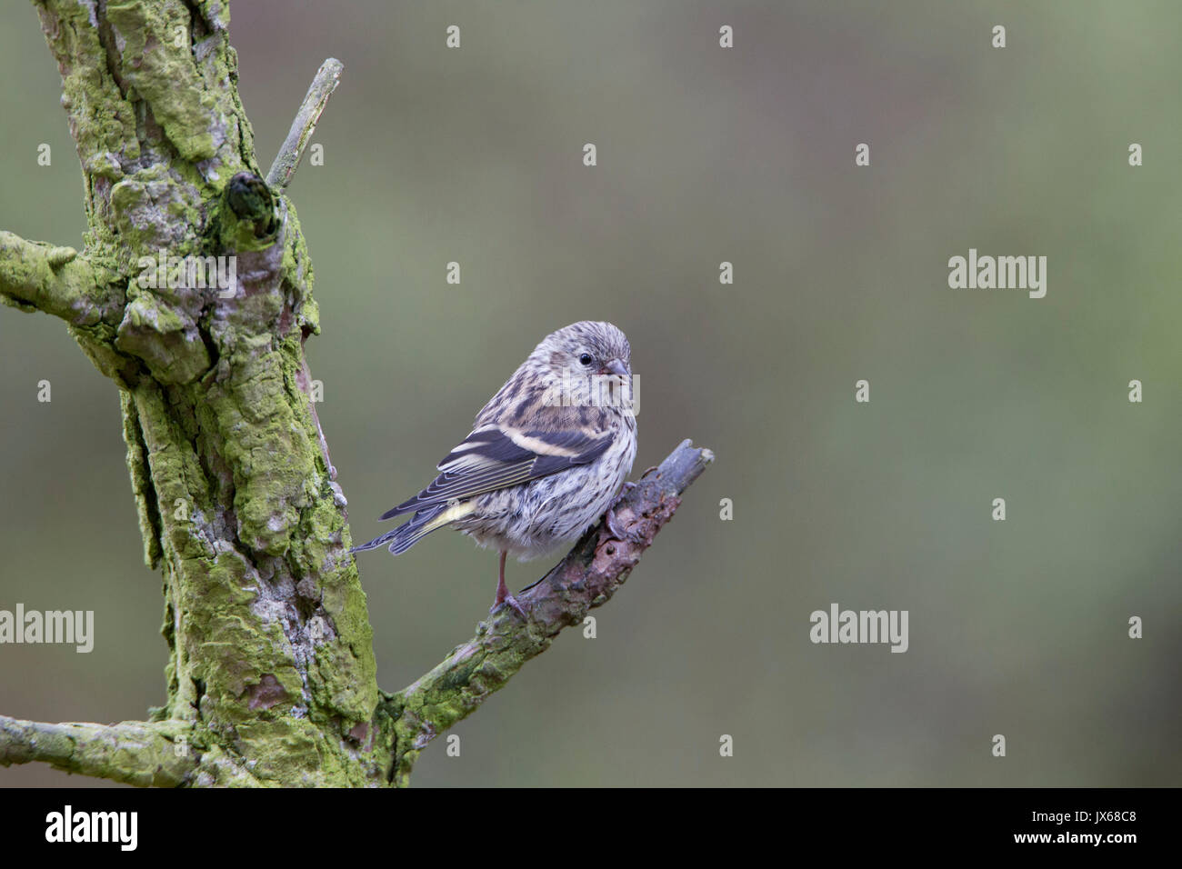 Lucherino europeo sul ramo di pino, Cairngorms National Park,Scozia,uk Foto Stock