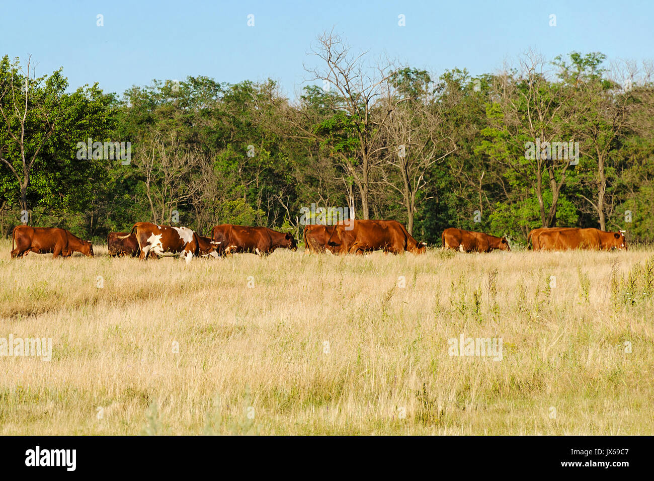 Una mandria di mucche al pascolo o a piedi home su asciutto erba di prato. Paesaggio rurale Foto Stock