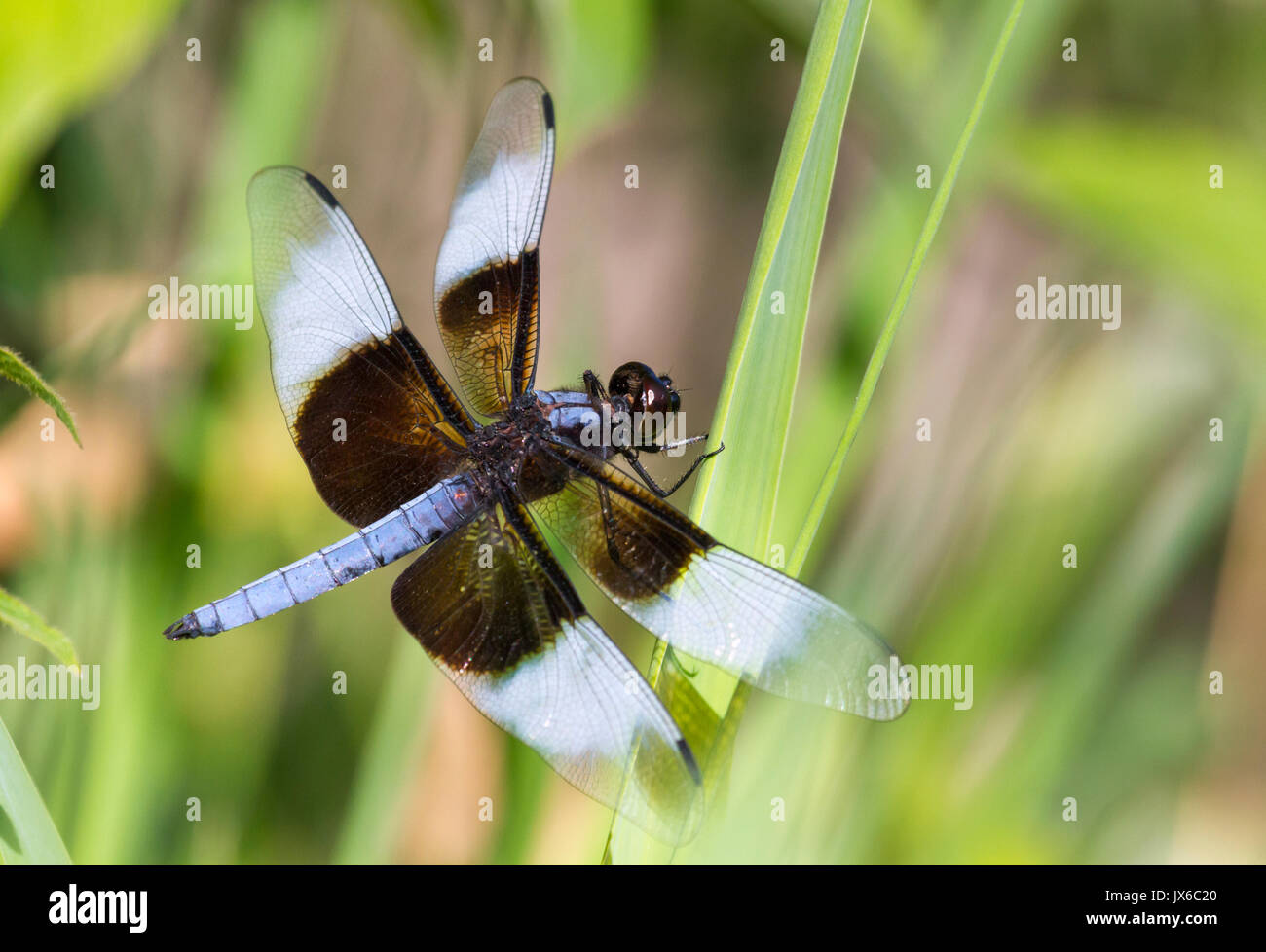 Vedova (Skimmer Libellula luctuosa) è uno del gruppo di libellule noto come il re gli skimmer Foto Stock