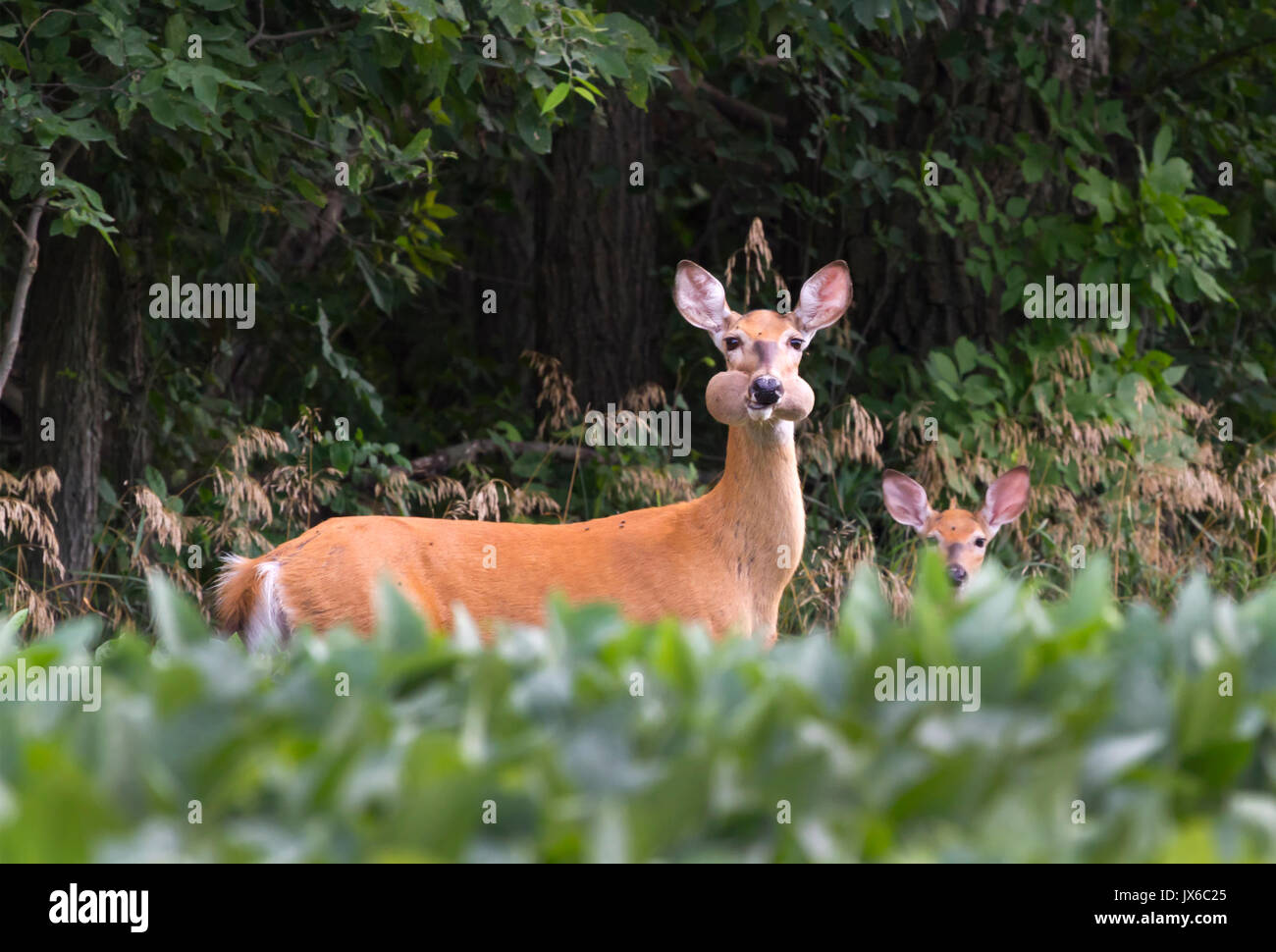 Doe di white-tailed deer con capretta al campo di soia rubare i fagioli di soia e guardando come criceto con la sua bocca piena Foto Stock