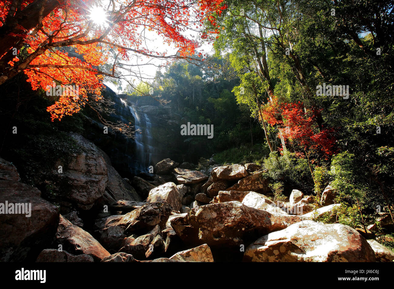 Cascata con rosso acero contro alba di Phu Kradueng national park, Loei provincia ,Thailandia Foto Stock