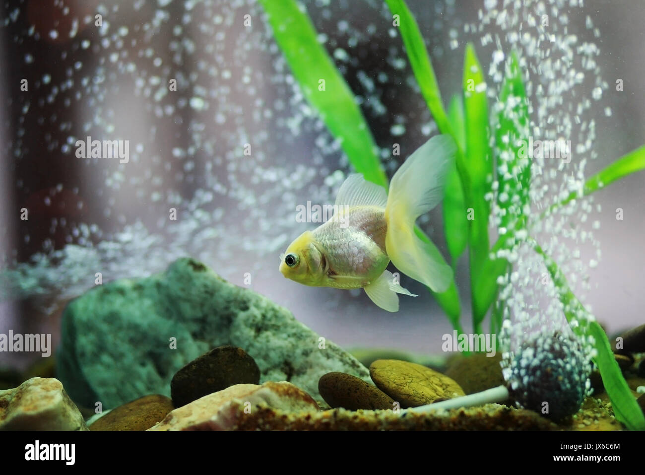 Pesce Dorato in acquario o globo di vetro per la decorazione della casa  Foto stock - Alamy
