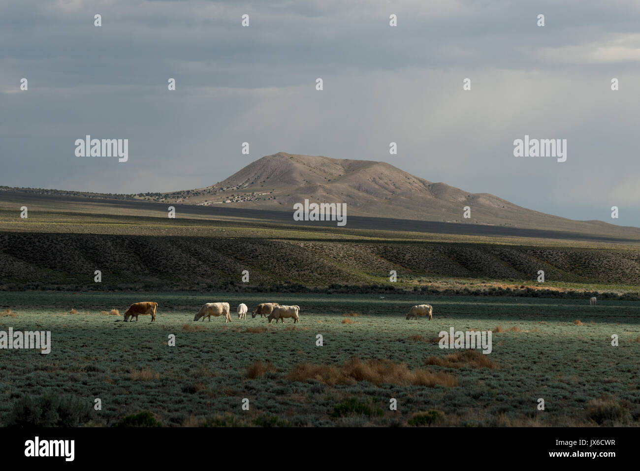 Il pascolo di bestiame in Nevada Rawlston della valle. Foto Stock