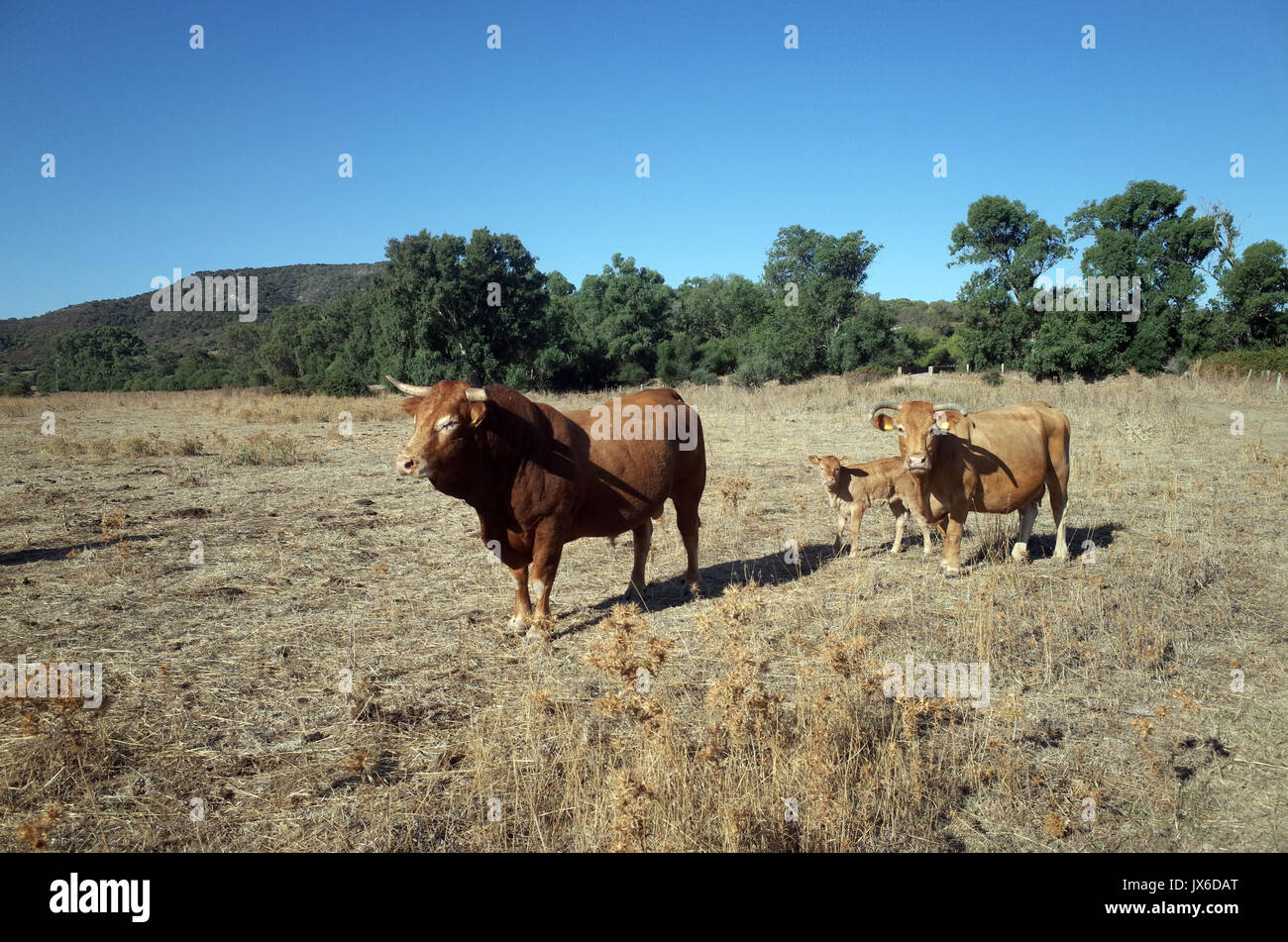Allevamento di razze limousine in sardo agriturismo vicino a Palau Foto Stock