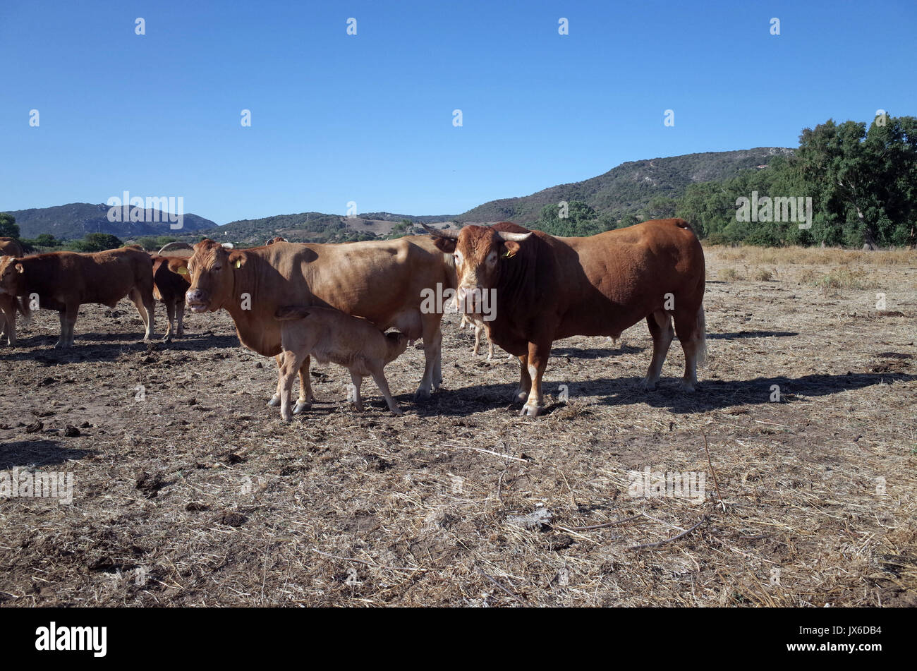 Allevamento di razze limousine in sardo agriturismo vicino a Palau Foto Stock