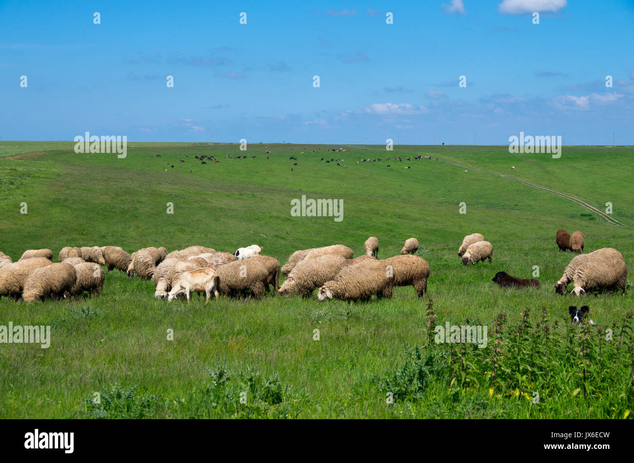 Mandrie di mucche e pecore. Foto Stock