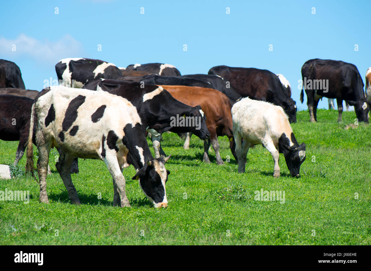 Mandria di mucche. Foto Stock
