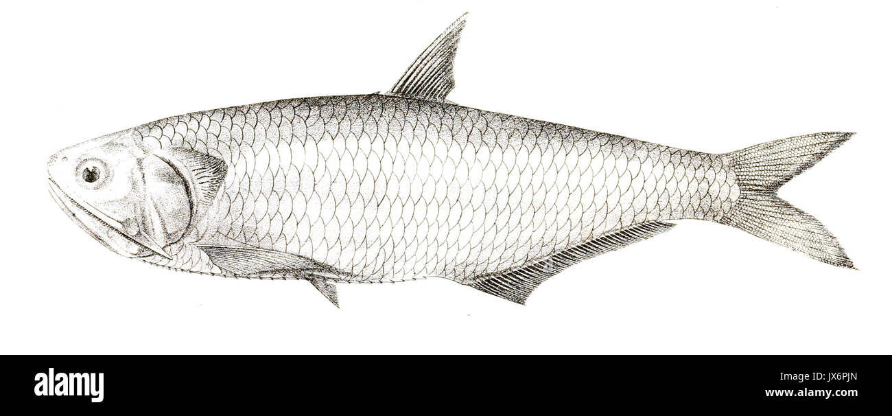 Engraulis hamiltonii Achille 157 Foto Stock