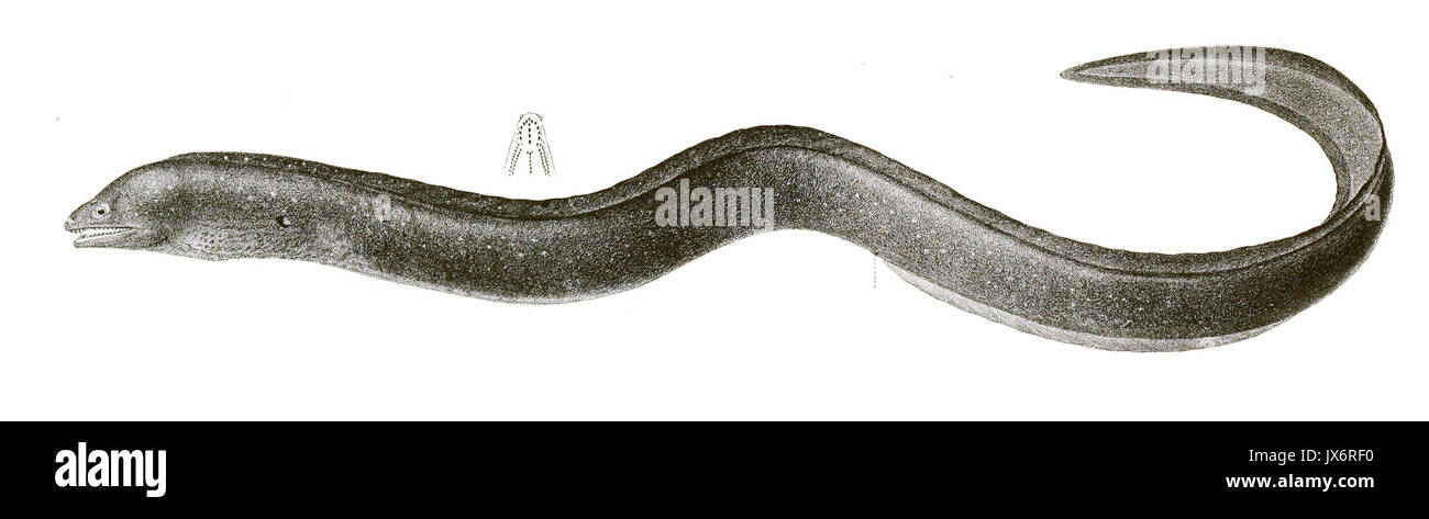 Piastrella Muraena Achille 170 Foto Stock