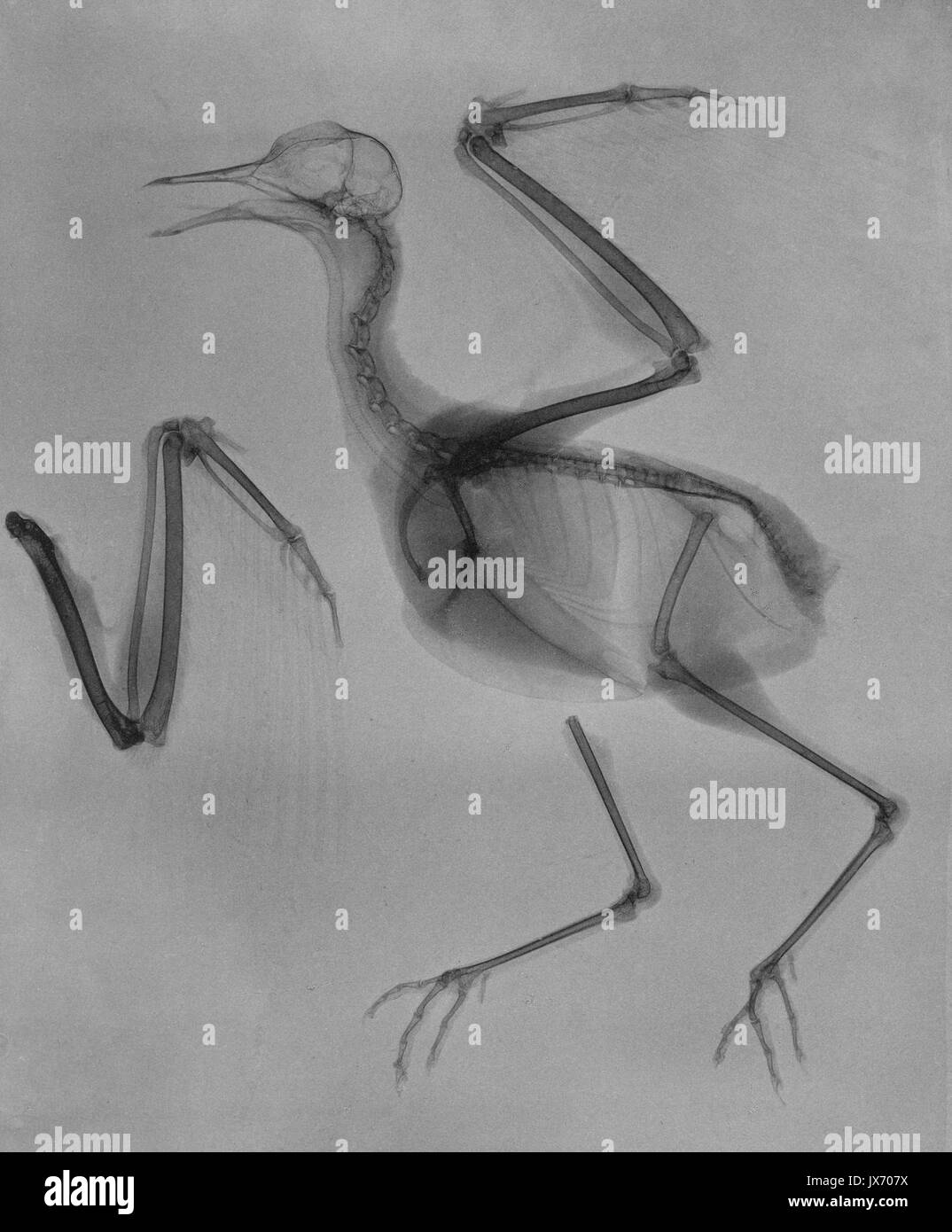 Vanellus vanellus 240A Foto Stock