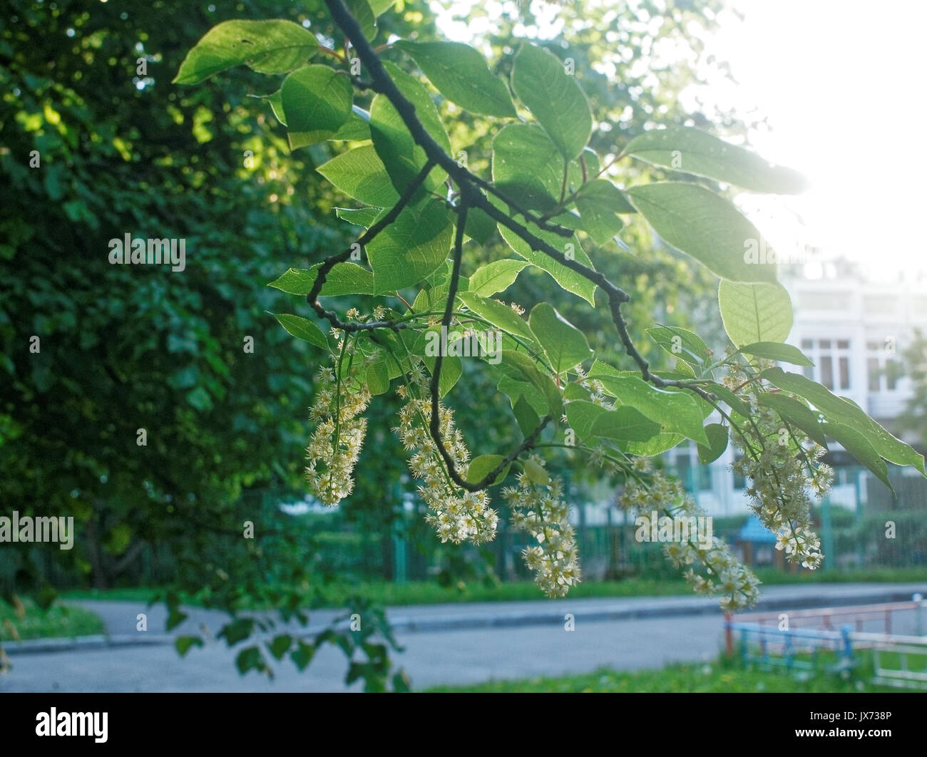 I fiori del Monte Ceneri in cantiere di Mosca , distretto sud-ovest Foto Stock