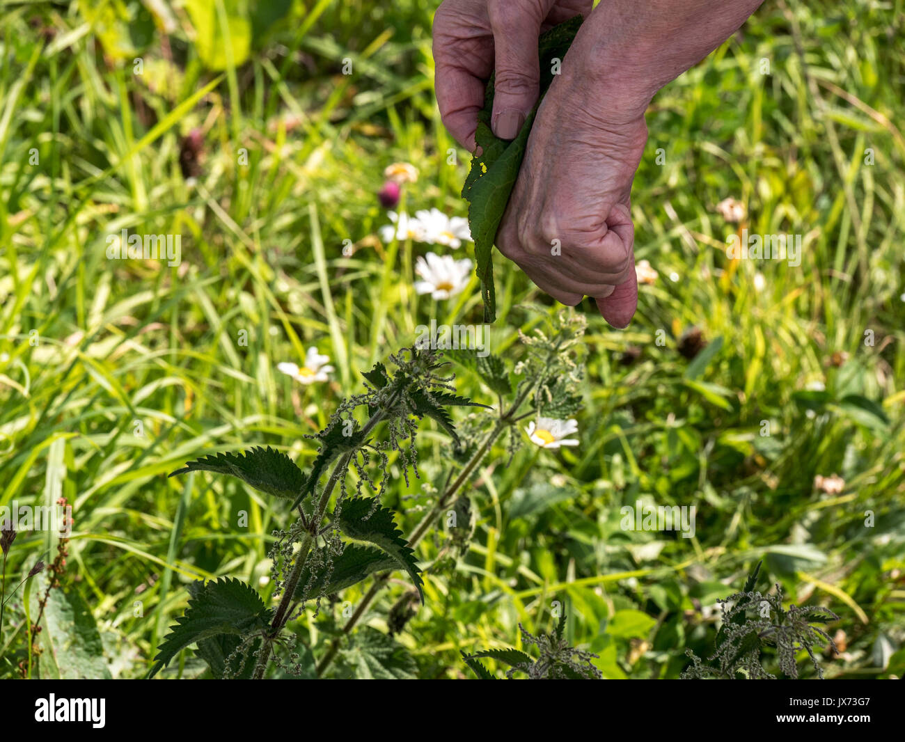 Coppia lady sfregamento di una foglia di dock sulla sua mano dopo essere stato colpito da avaro di ortiche in un campo Foto Stock