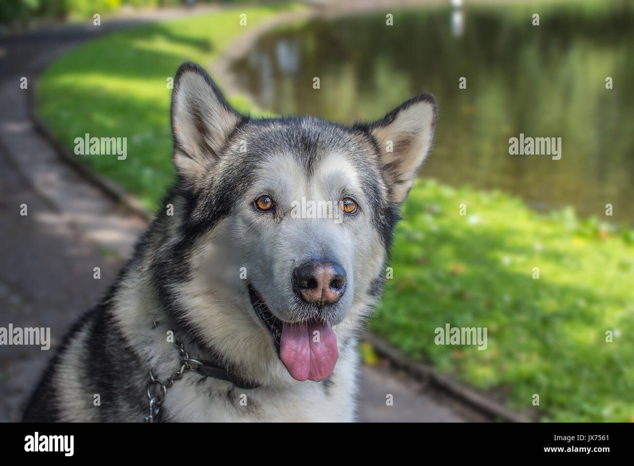 Alaskan Malamute cercando di avviso e pronto all'uso Foto Stock