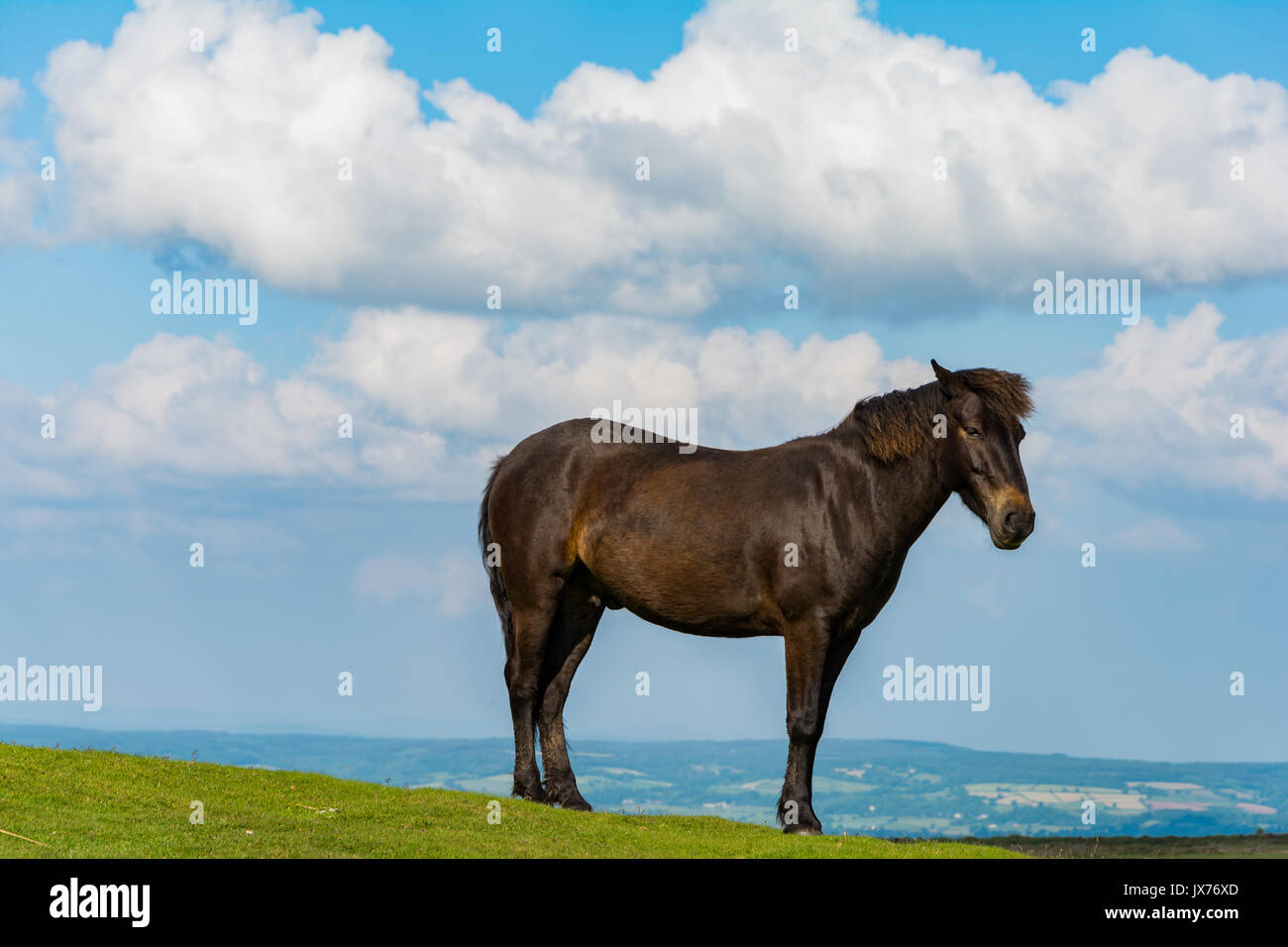 Un semi-feral dartmoor pony sta solo nel parco nazionale di Dartmoor, England, Regno Unito Foto Stock