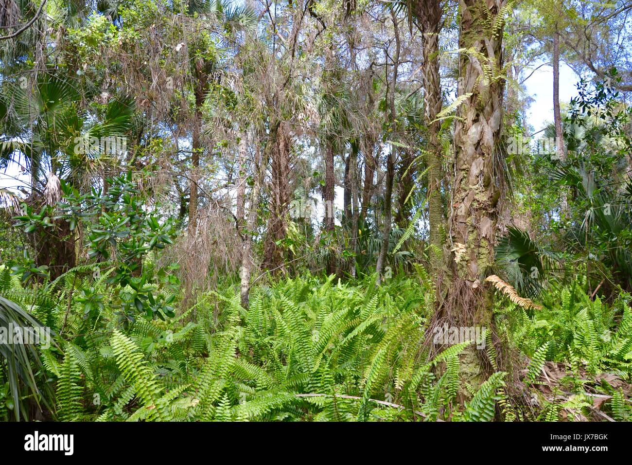 Florida di boschi e paludi. Foto Stock