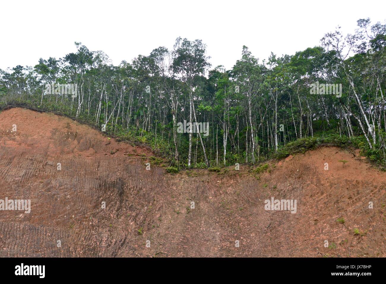 La deforestazione lungo le montagne della Serra do Mar, Brasile costiera della gamma, nello stato meridionale del Paranà. Foto Stock