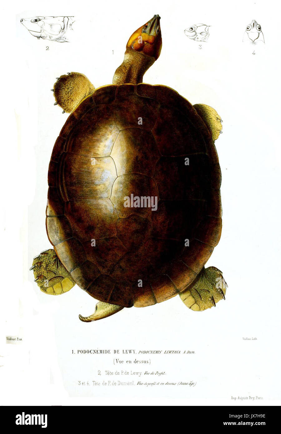 PodocnemisLewyana Foto Stock