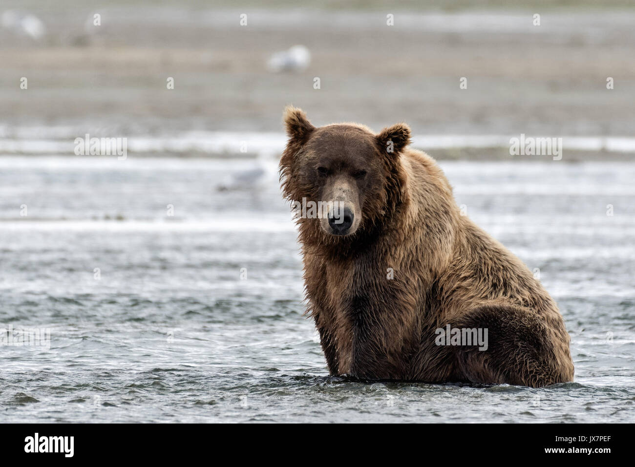 Un grande orso grizzly cinghiale cerca salmone chum nella laguna ... Cerca permesso
