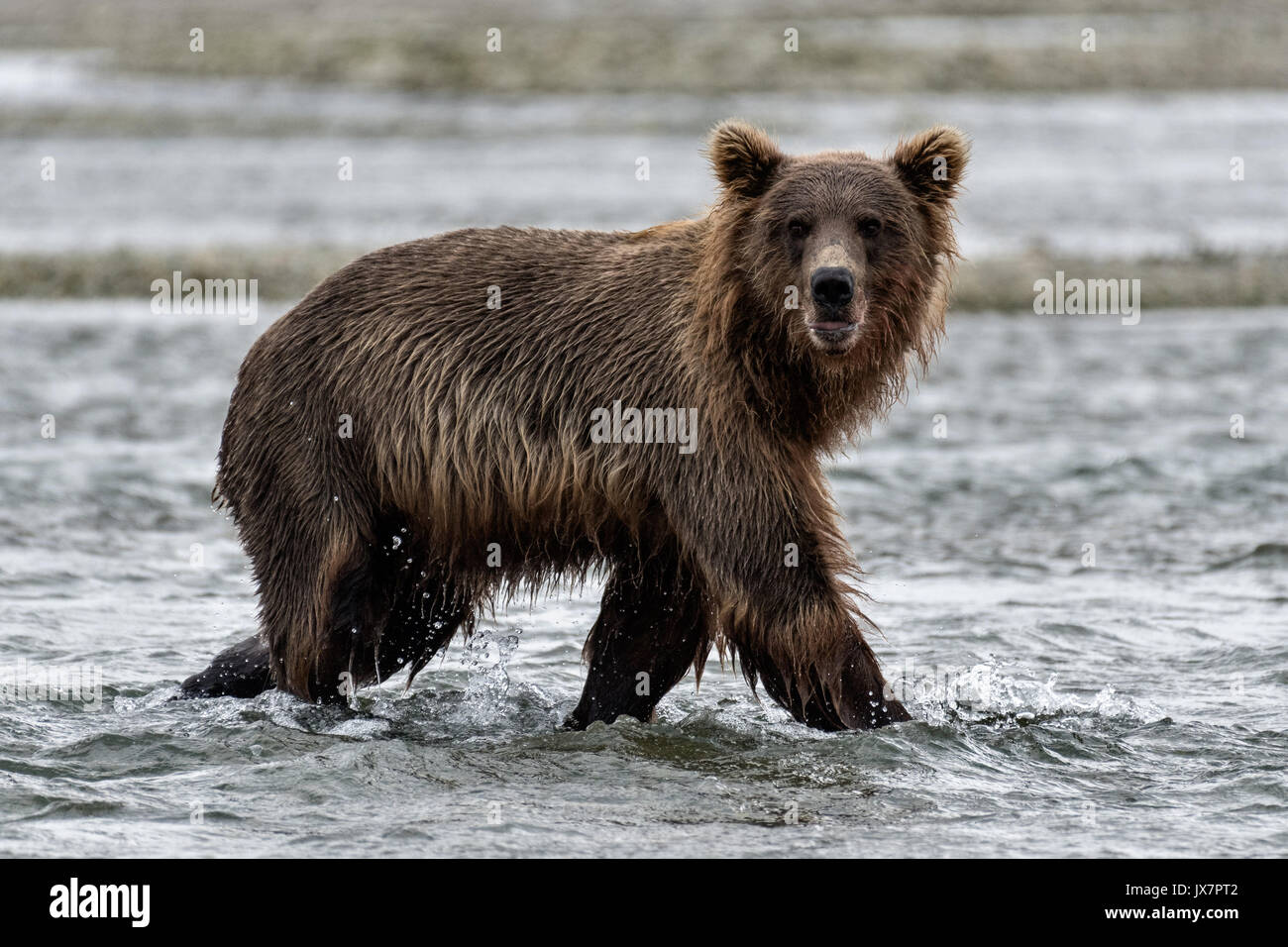 Un orso grizzly sub adulto cerca di salmone chum nella laguna ... Cerca permesso