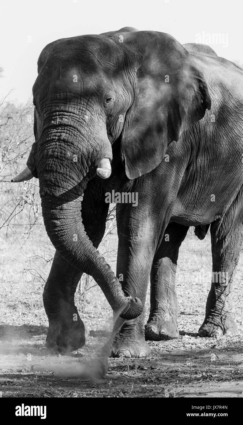 Elefante africano Loxodonta africana, a Linyanti Riserva Naturale nel nord del Botswana. Foto Stock