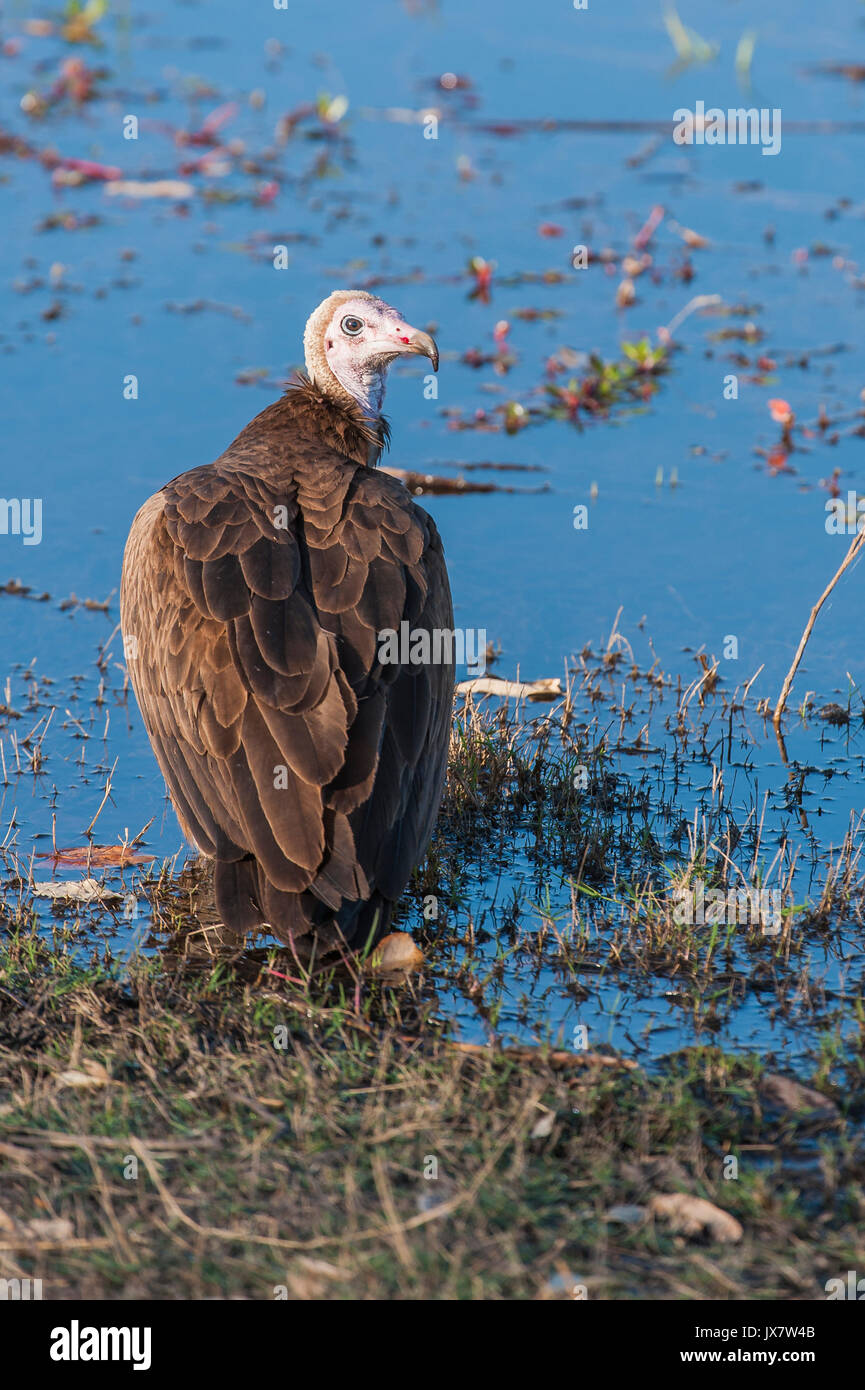 Hooded Vulture, Necrosyrtes monachus, a Linyanti Riserva Naturale nel nord del Botswana. Foto Stock