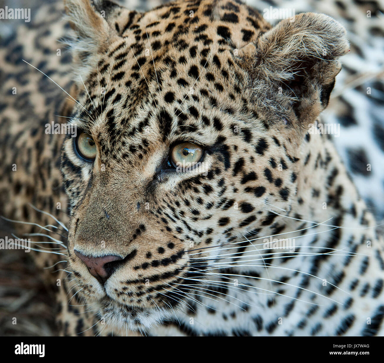 Leopard, Panthera pardus, a Sabi Sand in riserva MalaMala, Sud Africa. Foto Stock