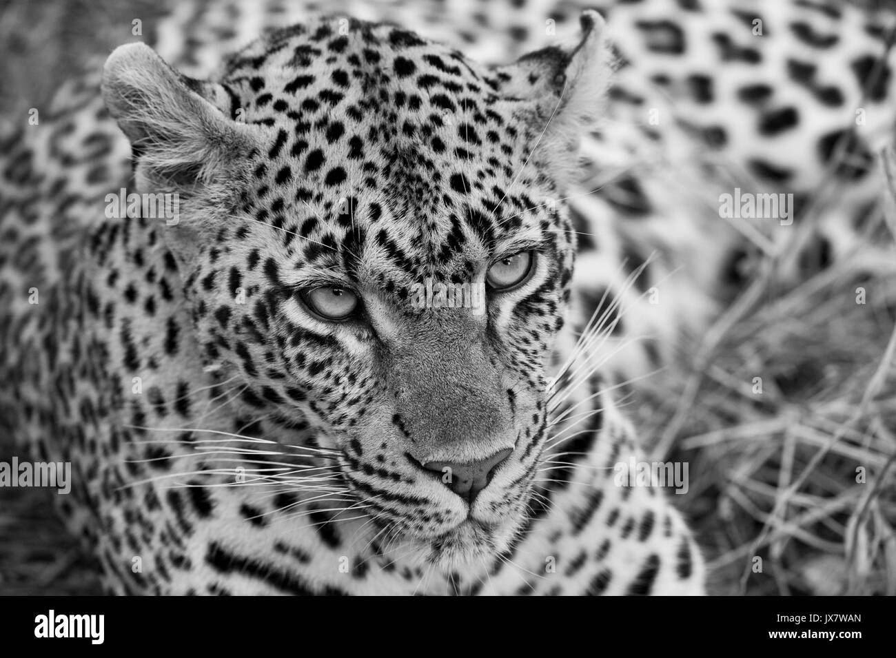 Leopard, Panthera pardus, a Sabi Sand in riserva MalaMala, Sud Africa. Foto Stock