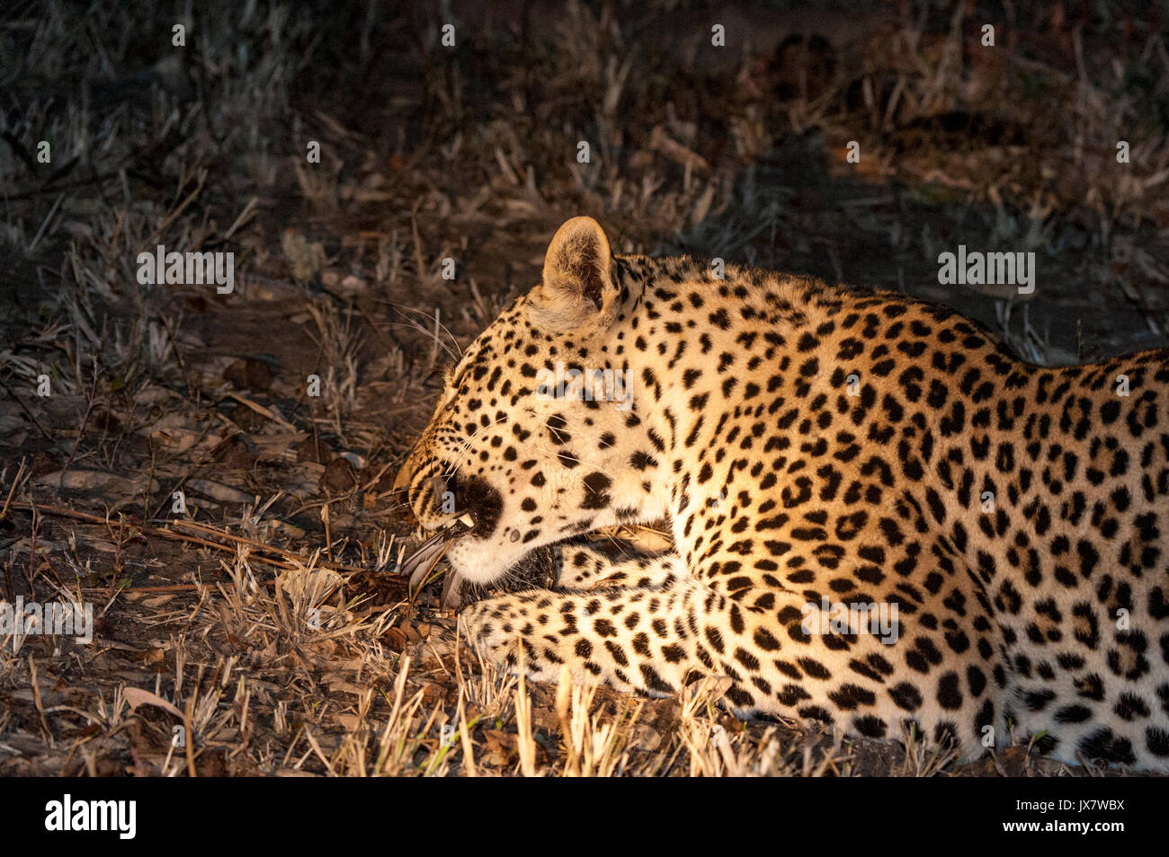 Leopard, Panthera pardus, Sabi Sand Reserve, in MalaMala, Sud Africa. Foto Stock