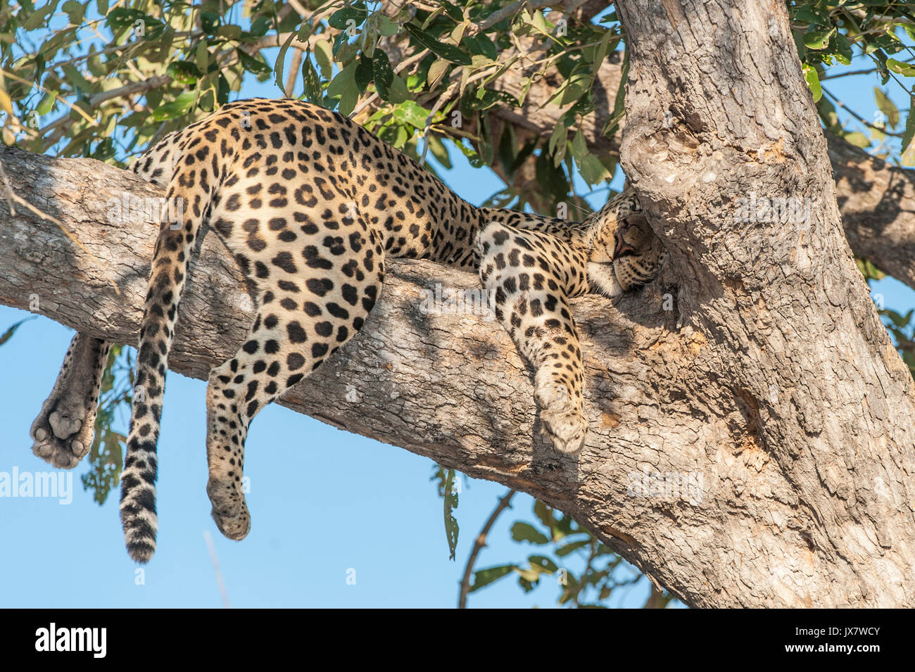 Leopard, Panthera pardus, dormendo in un albero a Linyanti Wildife Riserva nel nord del Botswana. Foto Stock