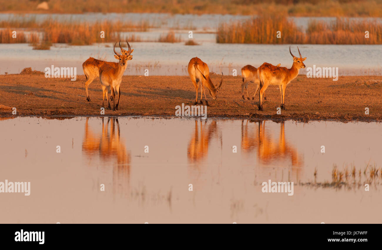 Red Lechwe, Kobus leche leche, a Linyanti Wildife Riserva nel nord del Botswana. Foto Stock