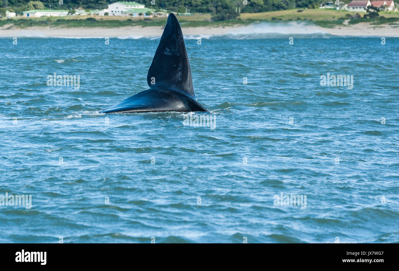 Southern Right Whale, Eubalaena australis, a Plettenberg Bay a Plettenberg, Sud Africa. Foto Stock