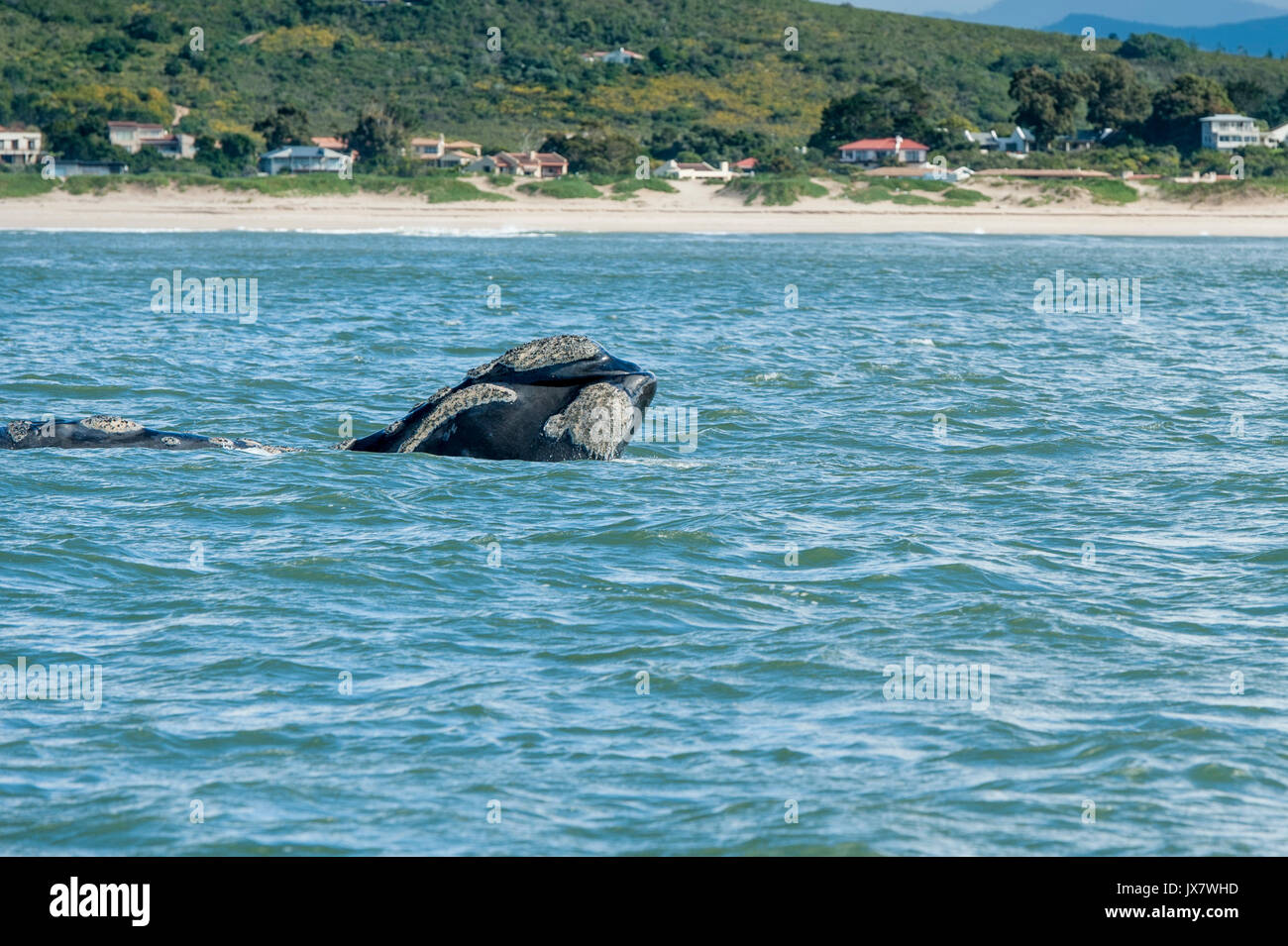 Southern Right Whale, Eubalaena australis, a Plettenberg Bay a Plettenberg, Sud Africa. Foto Stock