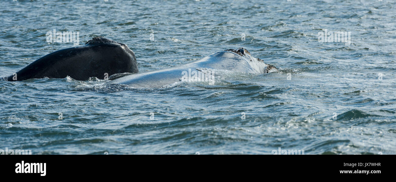 Southern Right Whale, Eubalaena australis, a Plettenberg Bay a Plettenberg, Sud Africa. Foto Stock