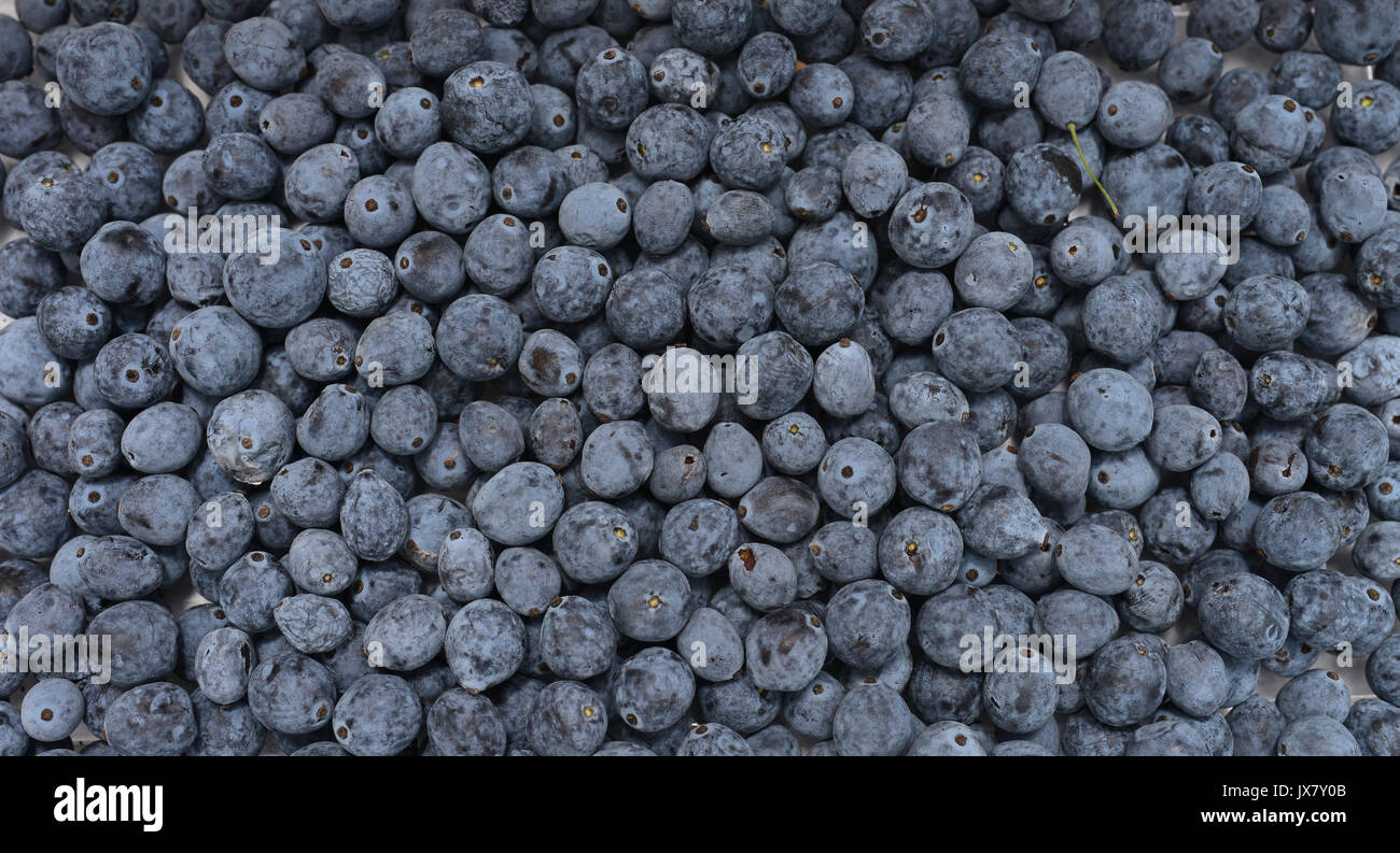 Mahonia aquifolium impianto bacche Frutta pattern texture Foto Stock