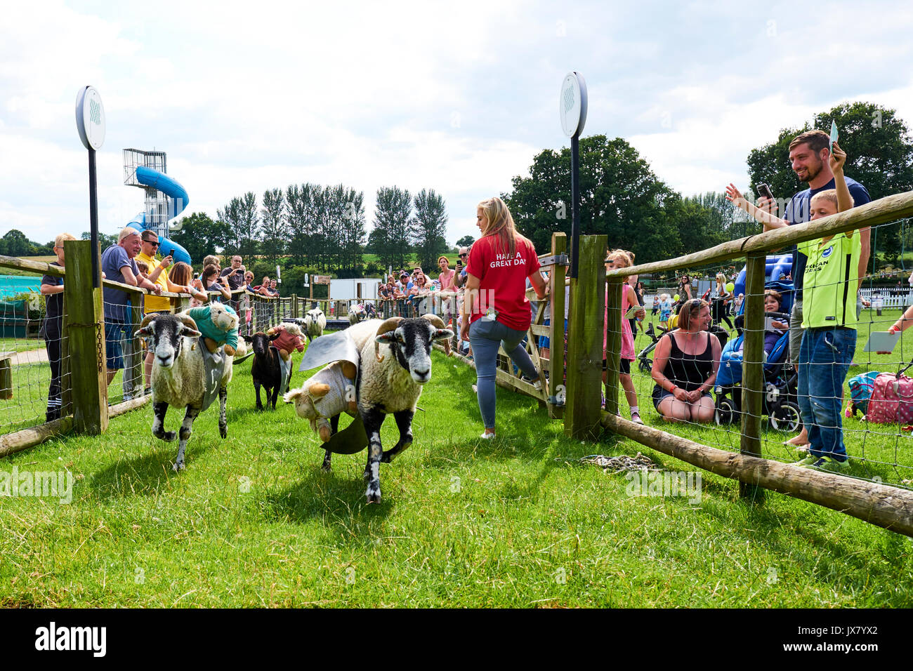 Pecore Racing a Hatton Adventure World, Hatton, Warwickshire, Regno Unito Foto Stock