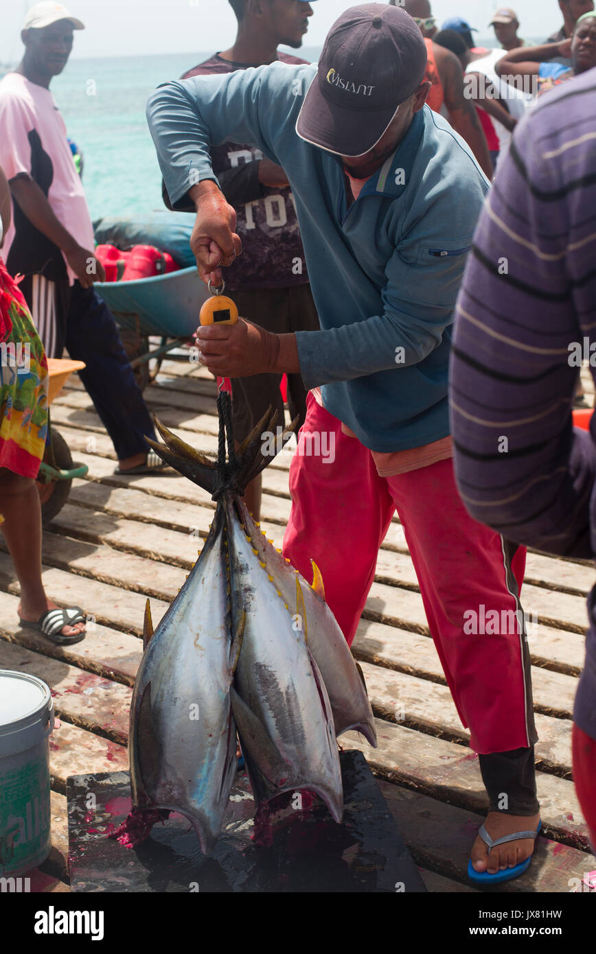 Capo Verde, pesatura appena pescati tonni Foto Stock