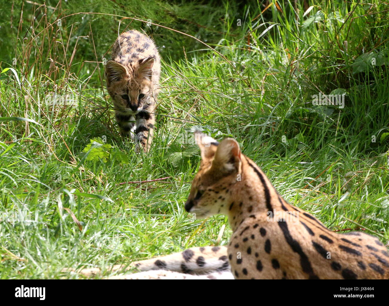 Madre di appoggio Serval africano (Leptailurus serval) con il suo neonato cub avvicina. (Una profondità di campo limitata, focus sul cub) Foto Stock
