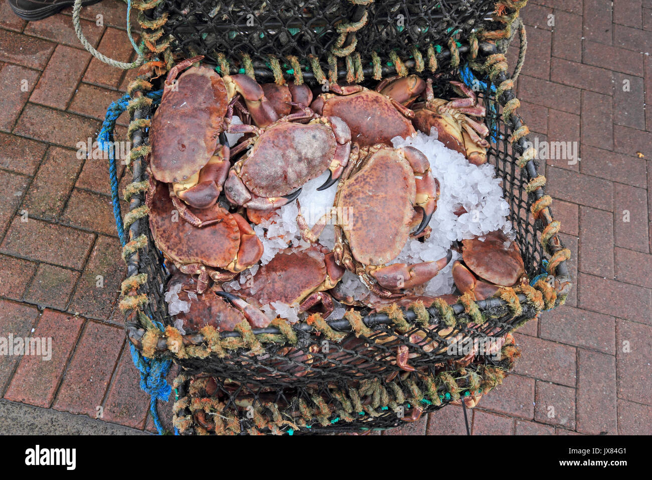 Appena pescato locale granchi marrone, nel cestello, sulla vendita a stallo di frutti di mare, Oban, Scozia Foto Stock