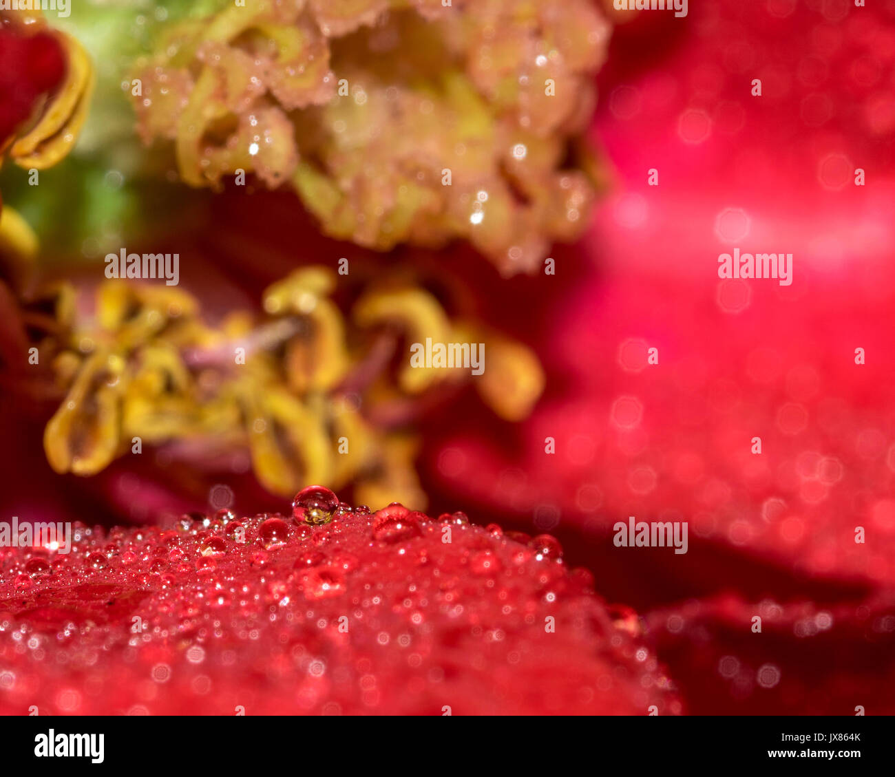Pioggia di piccole goccioline di acqua su una rosa rossa petalo di fiore, che mostra il centro di fiori in background Foto Stock
