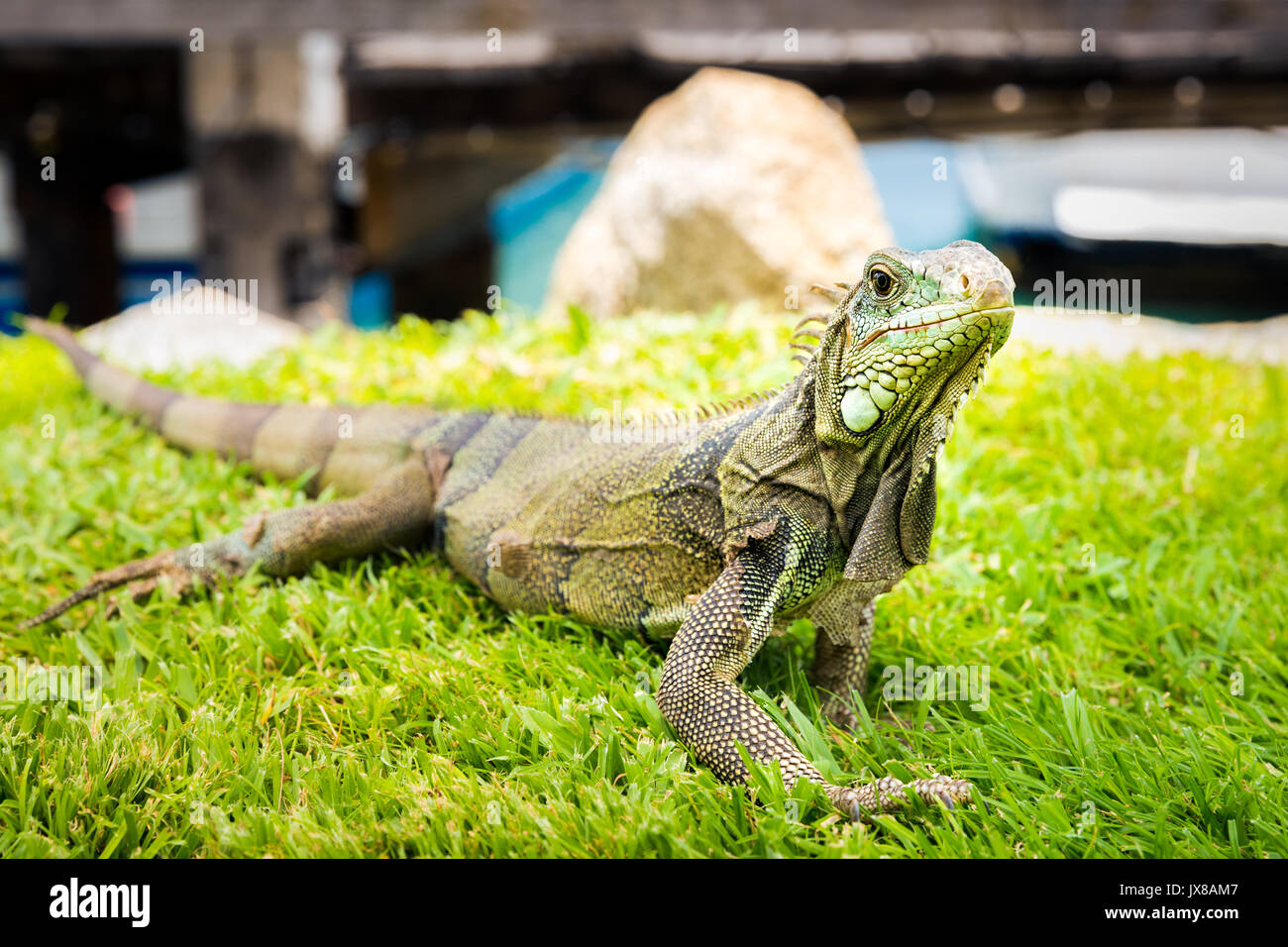 Iguana free roaming in Oranjestad's Harbor, Aruba Foto Stock