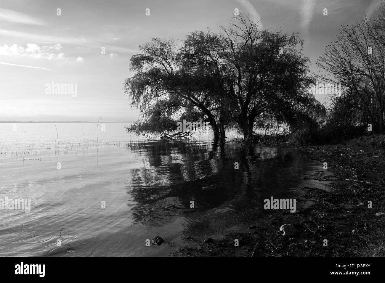 Un lago con una struttura ad albero che riflette sull'acqua Foto Stock
