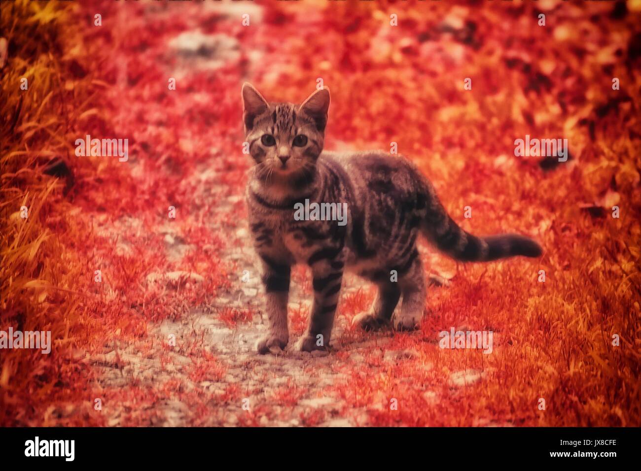 Isolato tabby kitten al di fuori Foto Stock