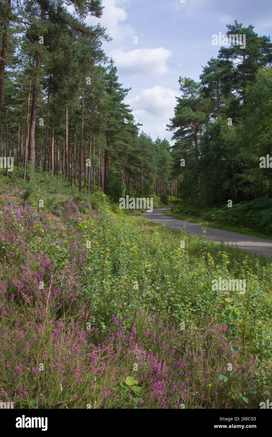 Paesaggio boschivo a Bourne Wood nel Surrey, Regno Unito. La Commissione forestale il legno è usato come una location del film. Foto Stock