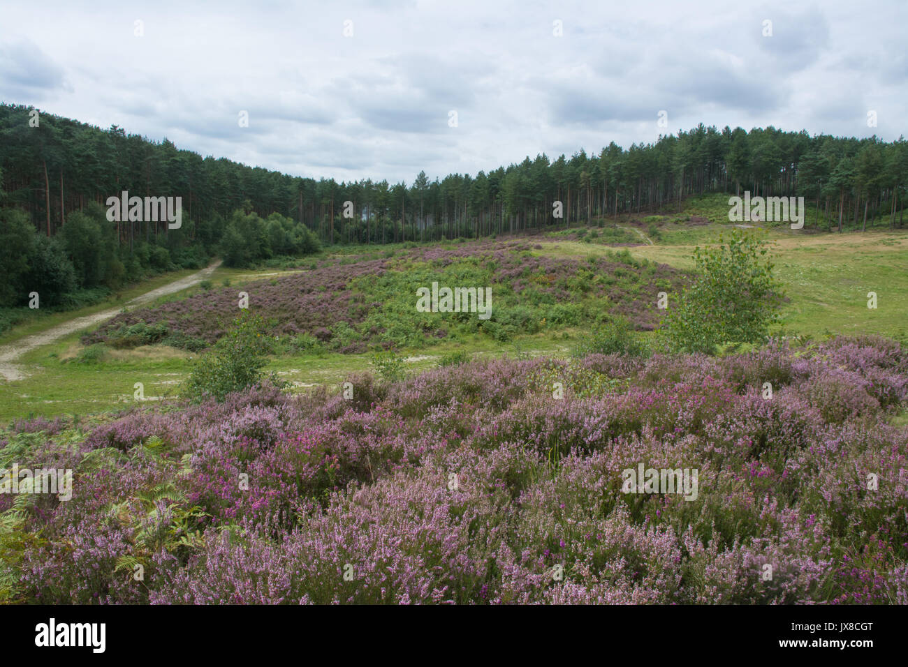 Paesaggio di brughiera a Bourne Wood vicino nel Surrey, Regno Unito. La Commissione forestale il legno è usato come una location del film. Foto Stock